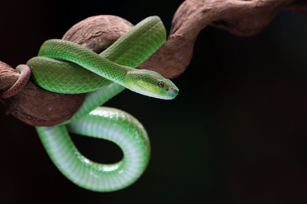 Vue de côté du serpent albolaris vert gros plan animal tête de gros plan du serpent vipère verte