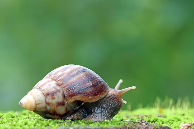 Vue de côté d'escargot géant sur la mousse