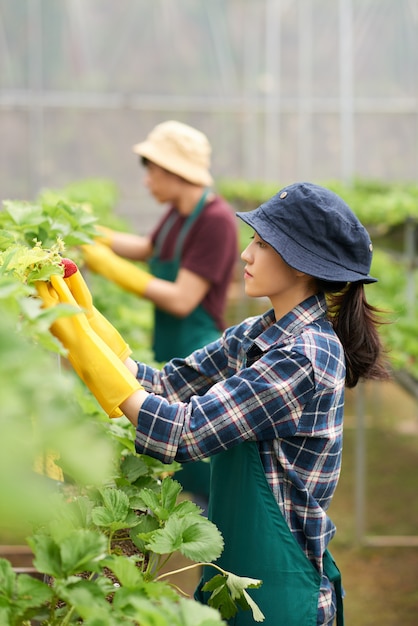 Vue côté, de, femme, cueillette, récolte, fraise, serre, à, elle, collègue, dans, les, fond