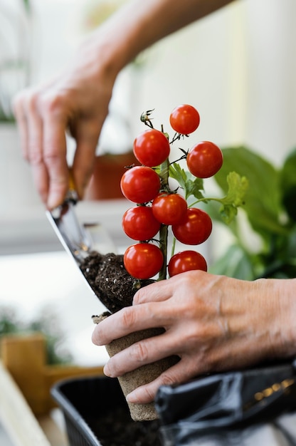 Vue côté, de, femme, planter tomates, à, truelle