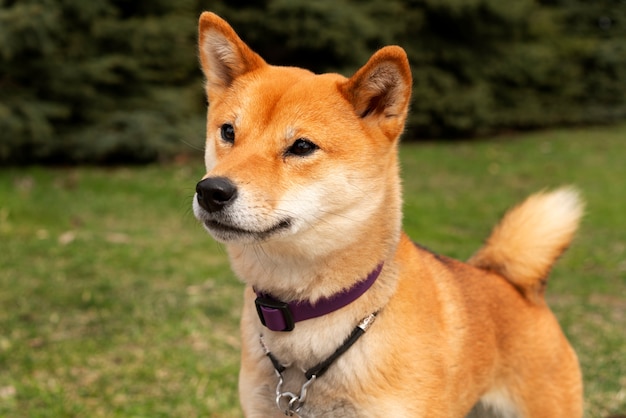 Vue de côté mignon chien shiba inu