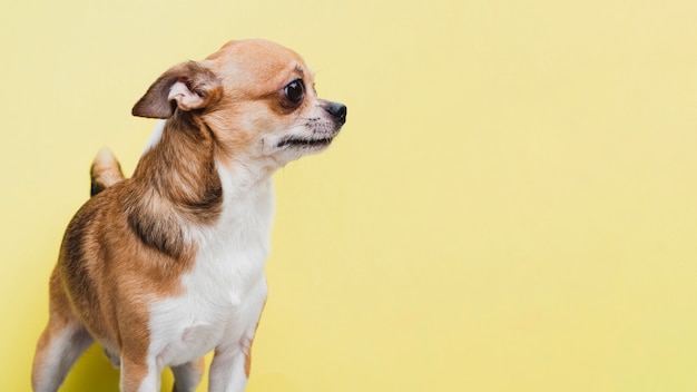 Vue de côté petit chien domestique en attente