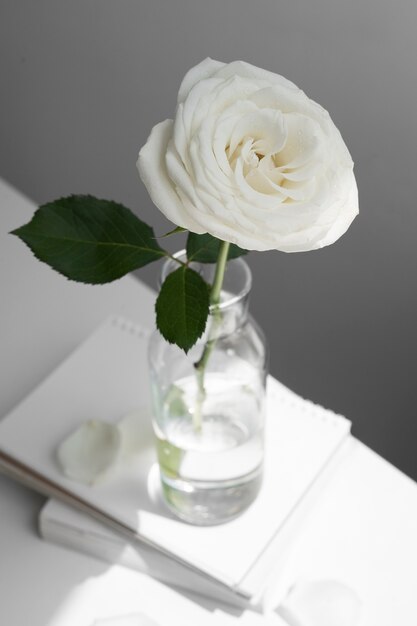 Vue de délicate rose blanche dans un vase