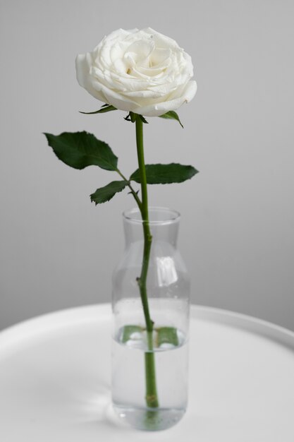 Vue de délicate rose blanche dans un vase