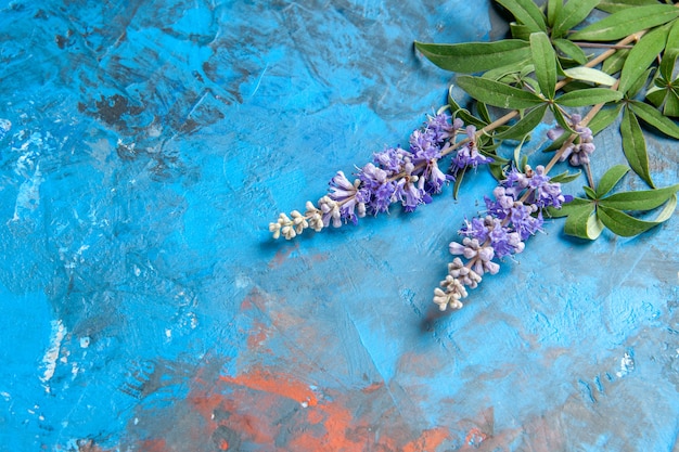 Vue de dessous branche de fleur pourpre sur l'espace libre de la table bleue