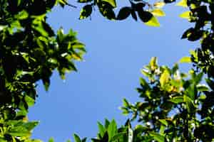 Photo gratuite vue de dessous des branches d'arbres