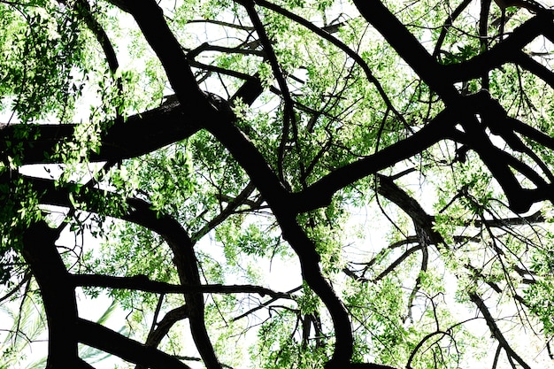 Photo gratuite vue de dessous des branches d'arbres