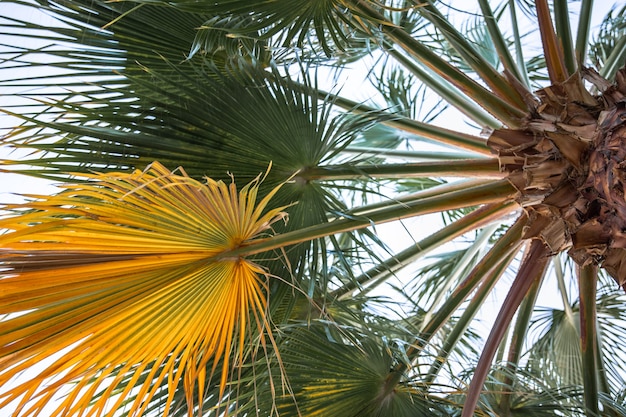 Vue de dessous des branches de palmier texturées.