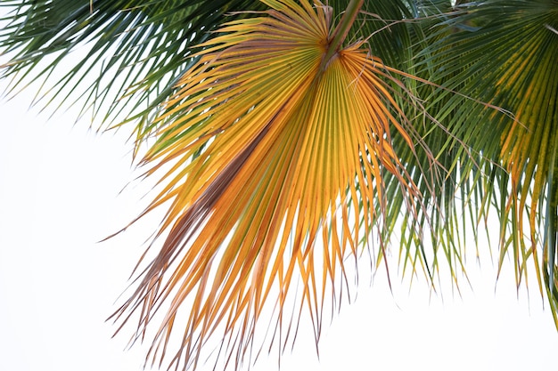 Vue de dessous des branches de palmier texturées