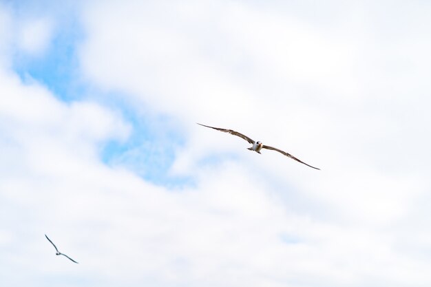 Vue de dessous coup d'une mouette volant dans le ciel nuageux