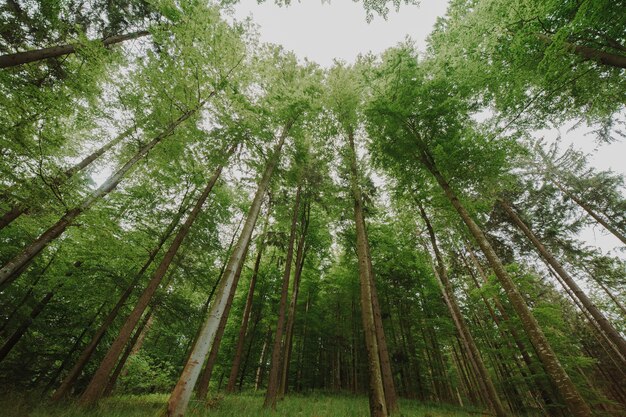 Vue de dessous d&#39;un groupe d&#39;arbres