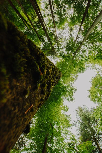 Vue de dessous d&#39;un groupe d&#39;arbres