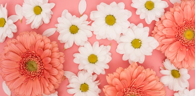 Vue de dessus arrangement de gerbera et de marguerites blanches