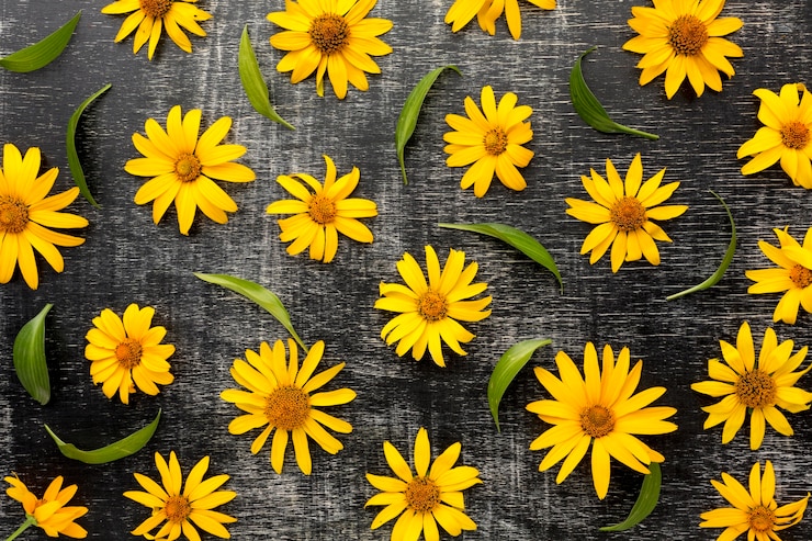Photo gratuit vue de dessus arrangement de marguerites jaunes