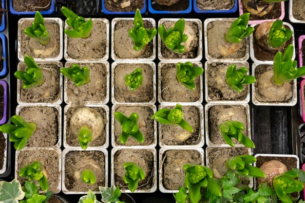 Vue de dessus assortiment de plantes dans le sol