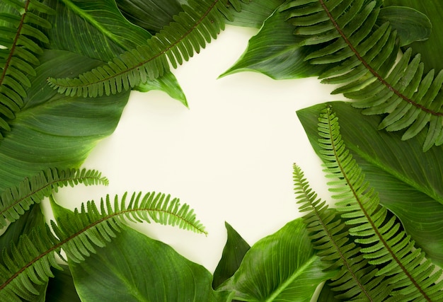 Vue de dessus de beaucoup de feuilles et de fougères avec espace de copie