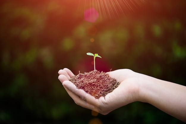 Vue De Dessus De Bebe Arbre Avec De La Terre En Arriere Plan Concept De Jour De La Terre Photo Premium Vue De Dessus De Bebe Arbre Avec De La Terre En Arriere Plan Concept De Jour De La Terre Photo Premium
