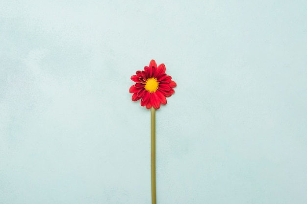 Vue de dessus de la belle marguerite de printemps