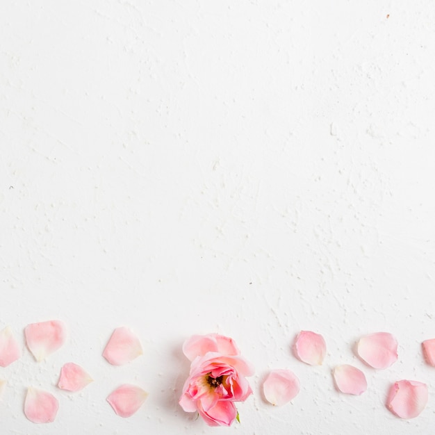 Vue de dessus de la belle rose de printemps avec pétales et espace copie