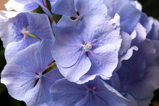 Vue de dessus de belles fleurs de couleur bleue