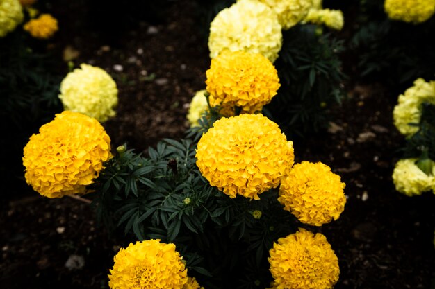 Vue de dessus de belles fleurs jaunes