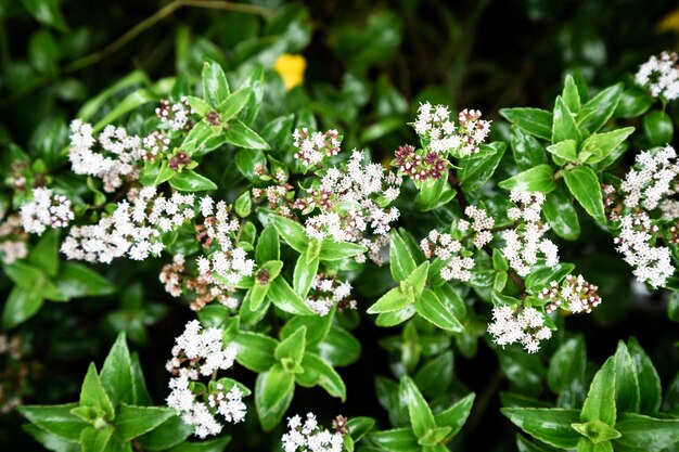 Vue de dessus de belles fleurs tropicales