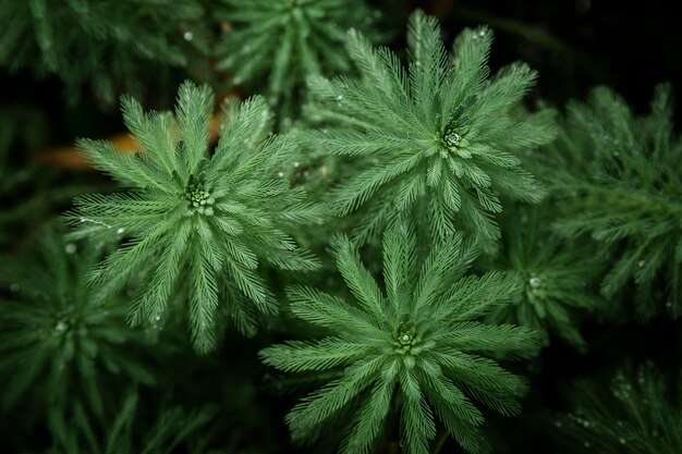 Vue de dessus de belles plantes