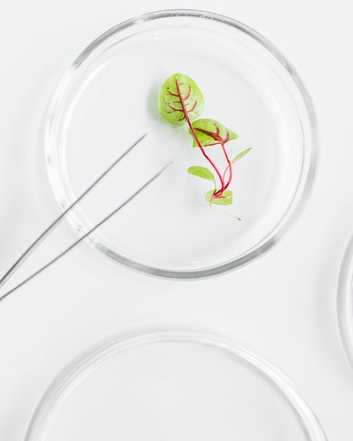 Photo gratuite vue de dessus de la boîte de pétri avec plante dans le laboratoire de biotechnologie