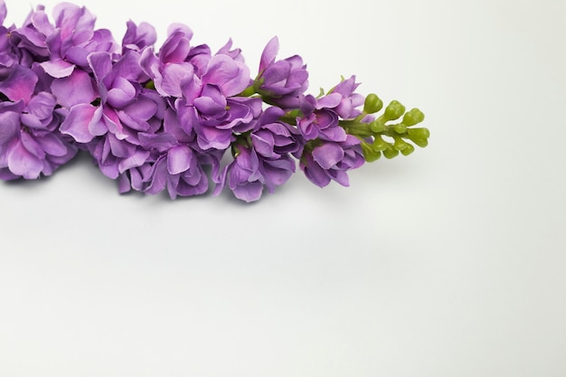 Vue de dessus bouquet de fleurs épanouies