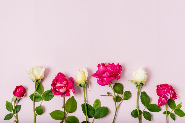 Vue de dessus bouquet de roses rouges et blanches