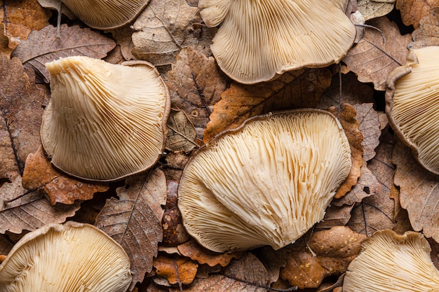 Vue de dessus champignons bio