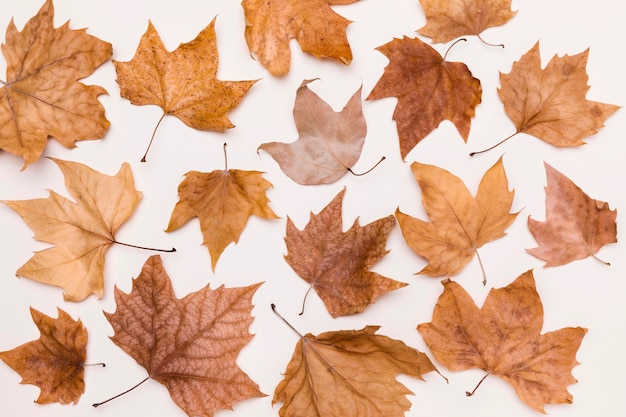 Vue de dessus de la collection de feuilles d'automne