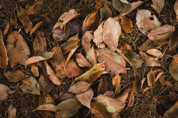 Vue de dessus coup de feuilles brunes