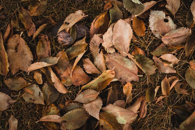 Vue de dessus coup de feuilles brunes