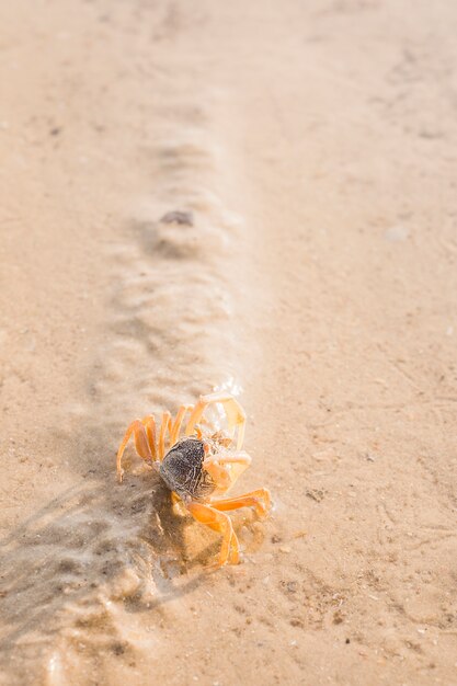 Une vue de dessus de crabe sur le sable mouillé