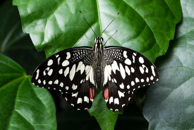 Vue de dessus détaillée papillon assis sur une feuille