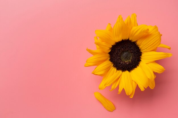 Vue de dessus du cadre de tournesols avec espace de copie