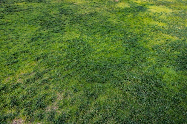 Vue de dessus du fond de texture d'herbe verte lumineuse