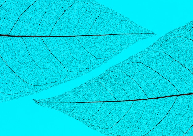Photo gratuite vue de dessus du lamina de feuilles transparentes colorées