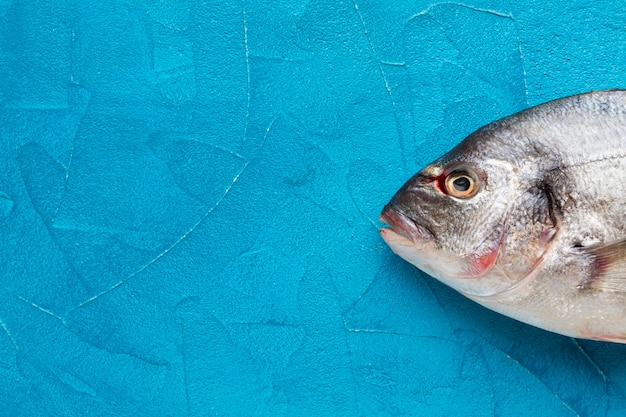 Vue de dessus du poisson sur fond bleu