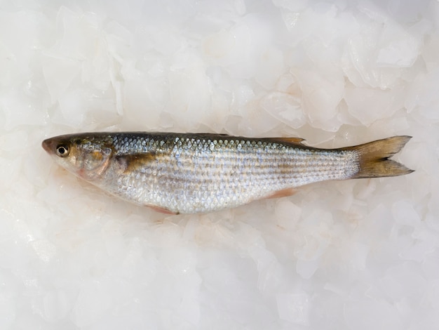 Vue de dessus du poisson frais sur la table en glaçons