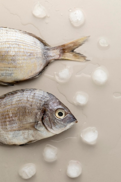 Photo gratuite vue de dessus du poisson avec des glaçons