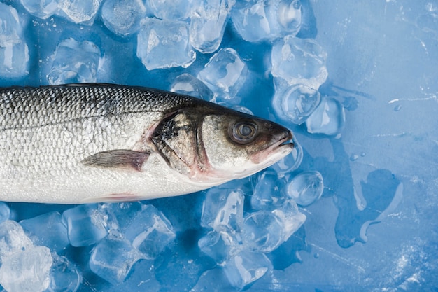 Vue de dessus du poisson sur des glaçons