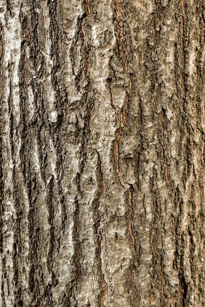 Vue de dessus de l'écorce des arbres