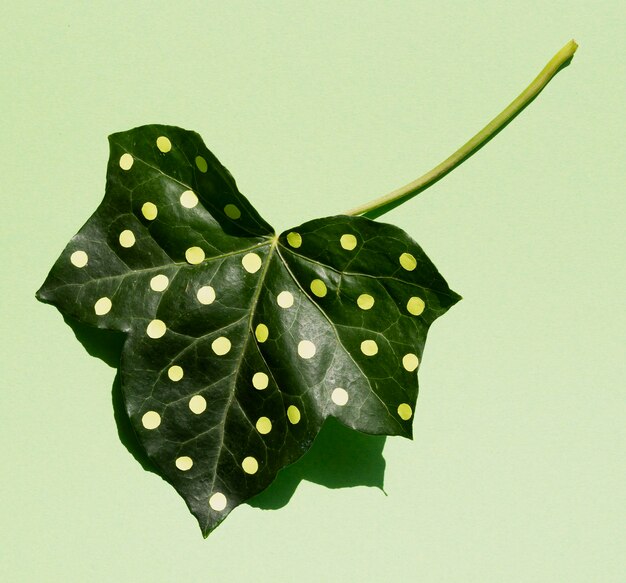 Vue de dessus de feuille verte en pointillé à l'envers