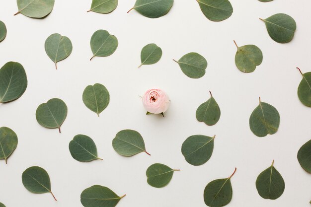 Vue de dessus feuilles et arrangement de roses