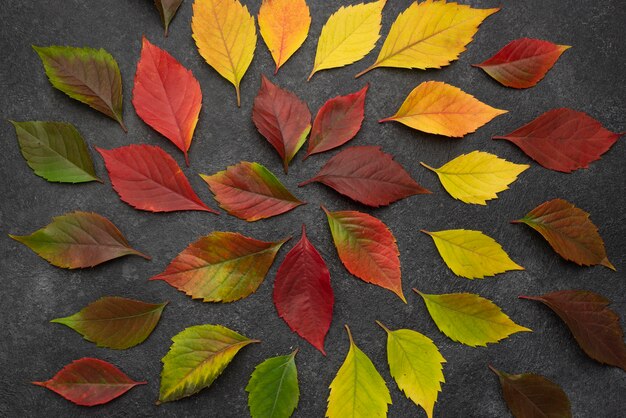 Vue de dessus des feuilles d'automne concentriques