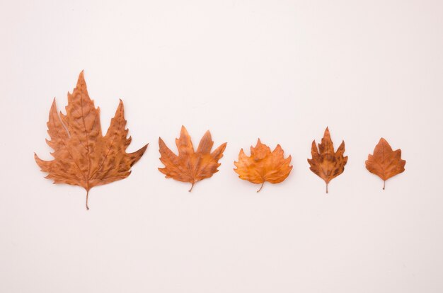 Vue de dessus feuilles d&#39;automne ligne