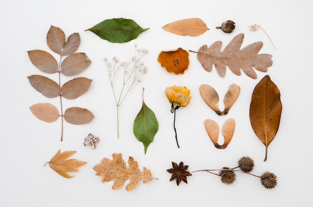 Vue de dessus feuilles d&#39;automne à plat