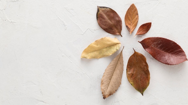 Vue de dessus des feuilles d'automne sèches avec espace copie